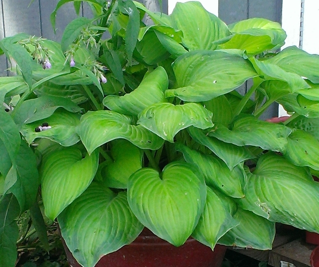 Blog.Sunset Hosta What Are Sun Tolerant Hostas?