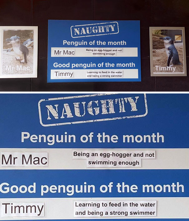This Aquarium Announced The Naughtiest Penguin Of The Month, And The 'Offenses' Are Hilarious