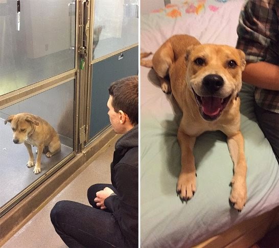 perros adoptados antes y despues felices