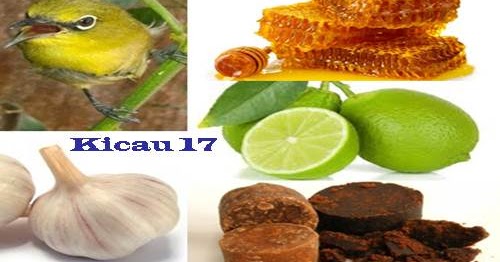 Rahasia Bikin Doping Minuman Pleci Alami Paling Ampuh