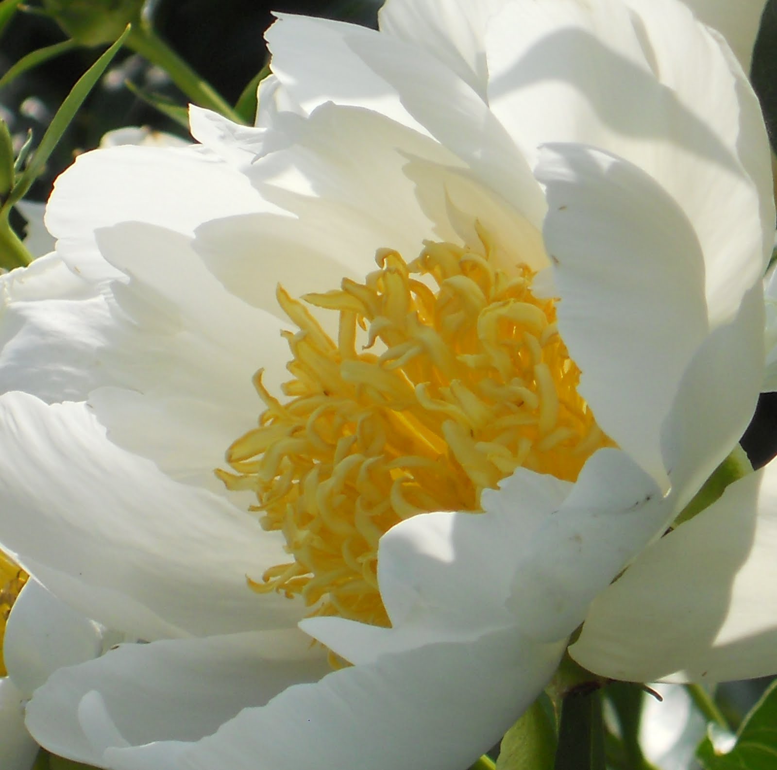 Lilac Gate Japanese Peonies