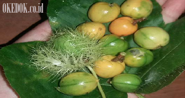 Anggur Hutan obat Penyakit ginjal
