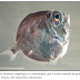 Peixes nas profundezas marinhas evoluíram super-visão