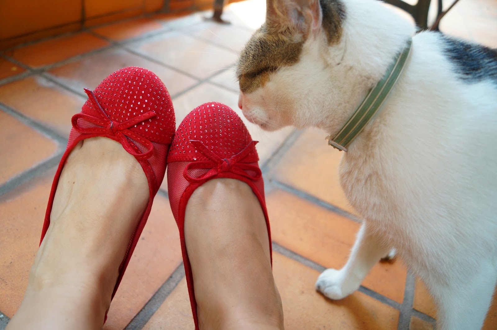 Red Flats, Cute Kitty