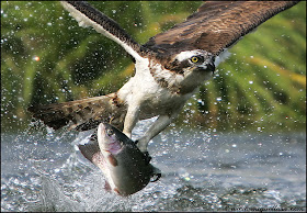 Eagle Hunting Pictures
