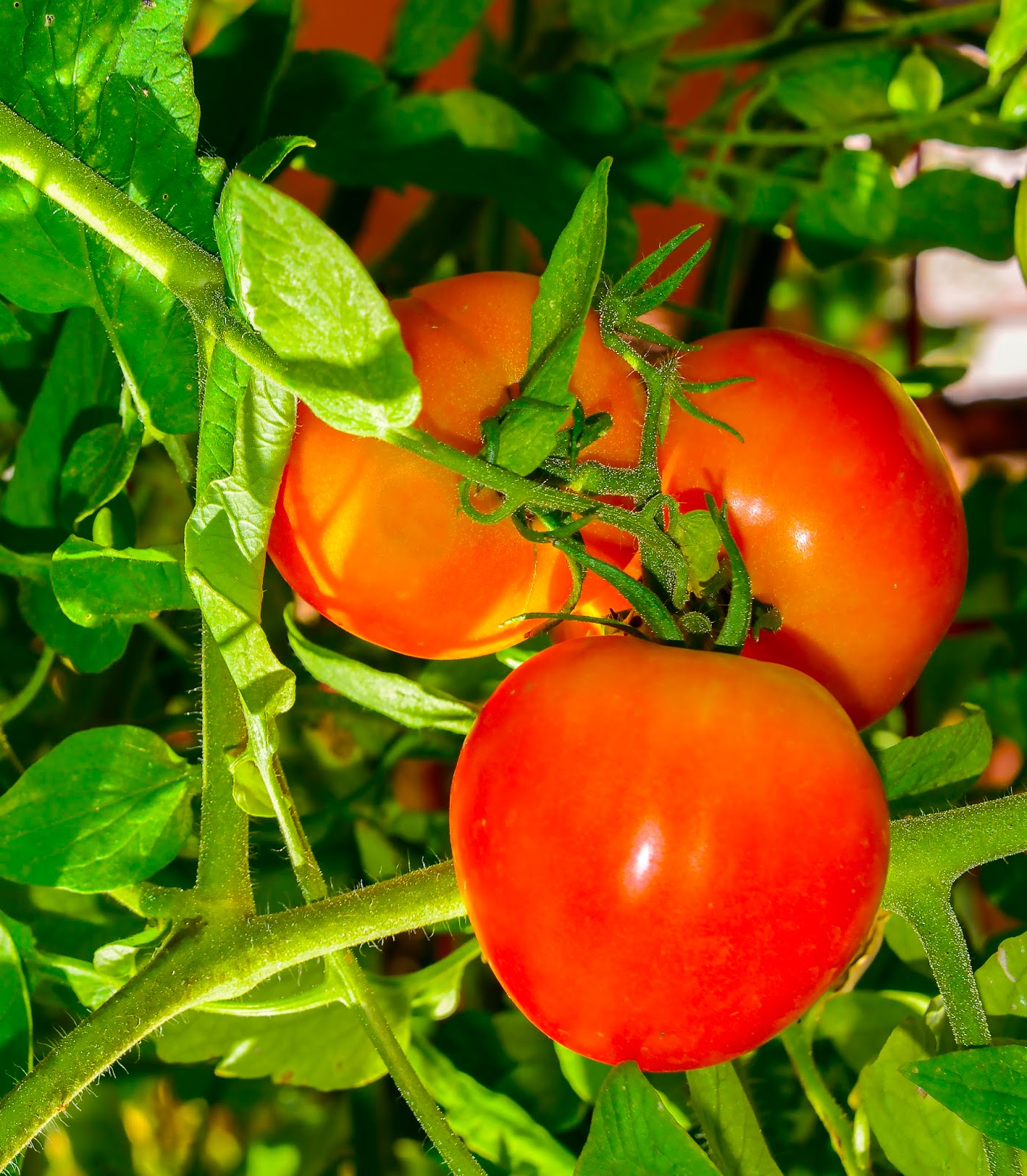 Ask A Master Gardener Tomato Growing Challenges in Oklahoma