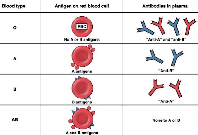 eritroblastozis fetalis nedir