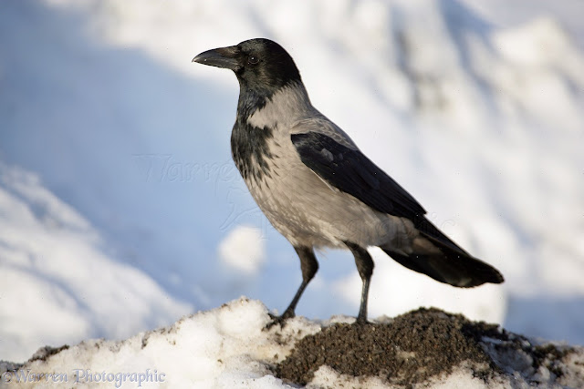 Les animaux magiques : le corbeau et la corneille 11919-Hooded-Crow