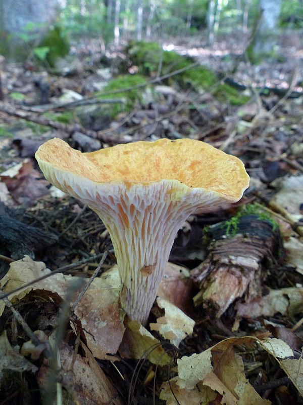 Faaxaal Photos nature gratuites et libres de droits Chanterelle à