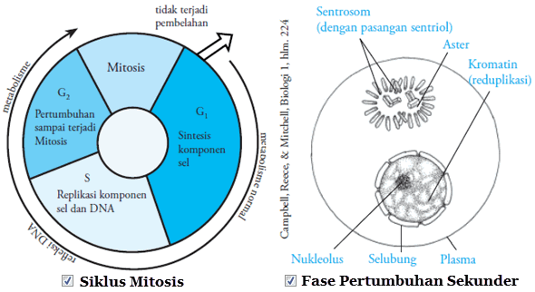 siklus mitosis