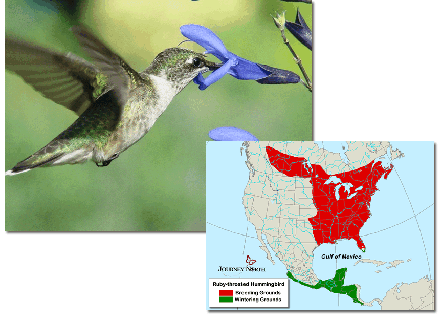 Mrs D's Science Bird Migration Hummingbirds Will Amaze You