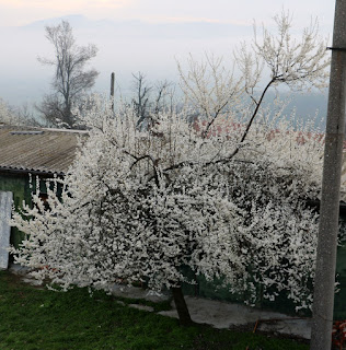 The plum tree is really blossoming The plum tree is really blossoming