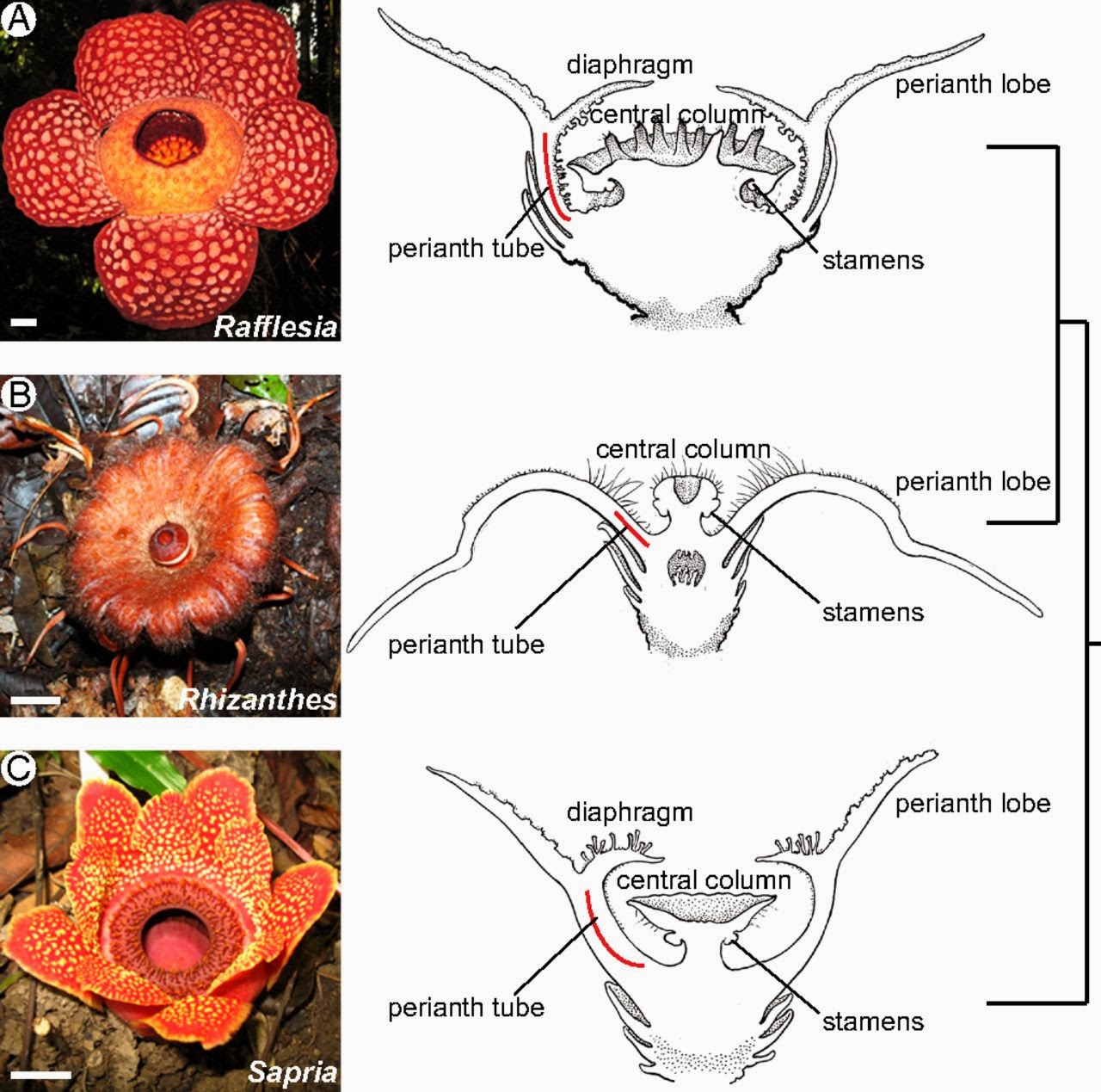Species New to Science [Botany • 2013] Developmental Origins of the