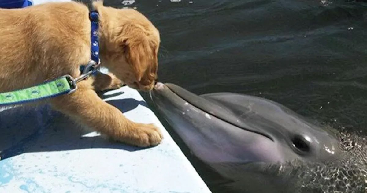 A Golden Retriever And A Dolphin Are Celebrating 8 Years Of Friendship That Blossomed After Meeting In Florida
