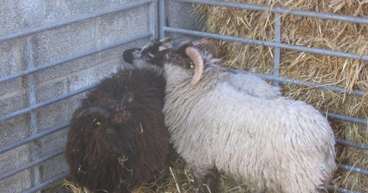 Us in Orkney The easy (well,easier) way to pick up sheep