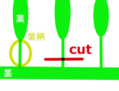 ミクロソリウムのトリミング