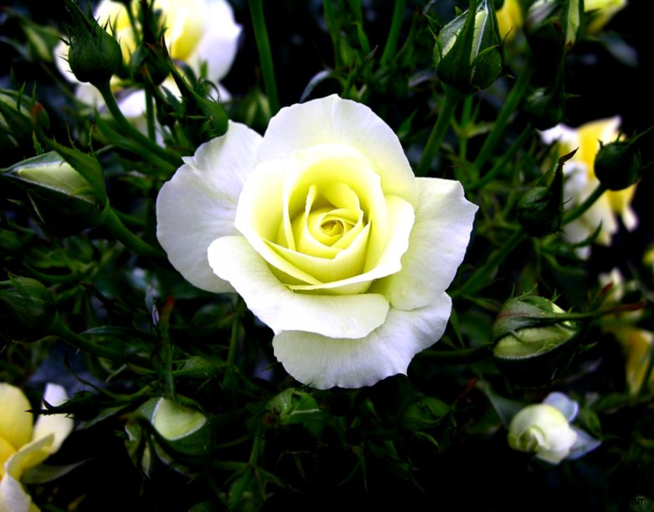 Beautiful White Rose Flower