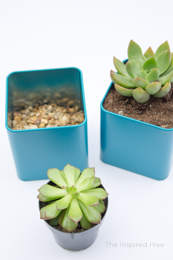 DIY Tin Succulent Planters The Inspired Hive
