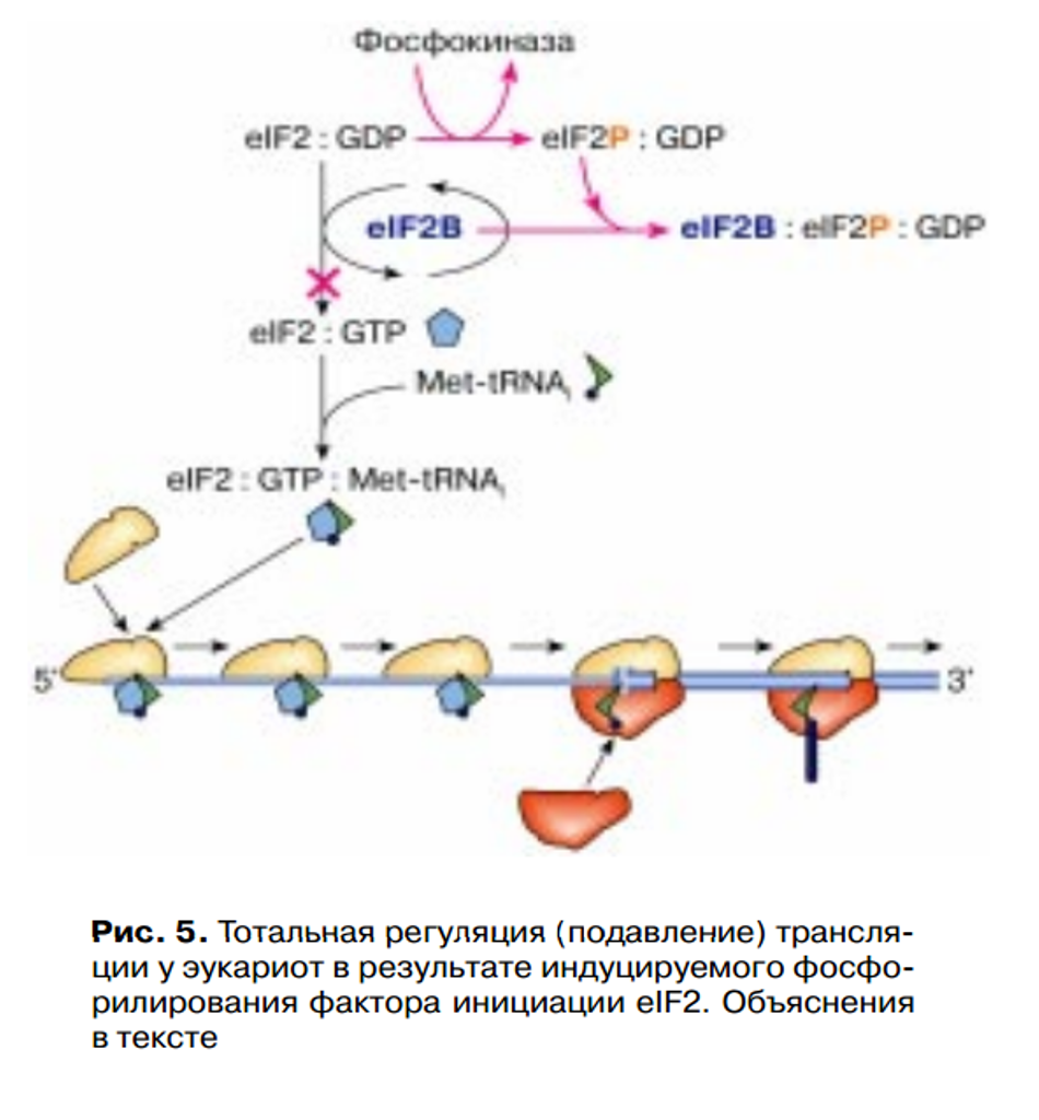 Посттрансляционный процессинг белковых молекул. Регуляция генов на трансляционном уровне. Регуляция активности гена на уровне трансляции. Регуляция биосинтеза белков на уровне трансляции. Регуляция генов на трансляционном уровне.