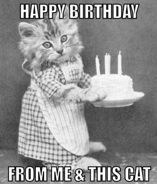 cat Happy Birthday Meme