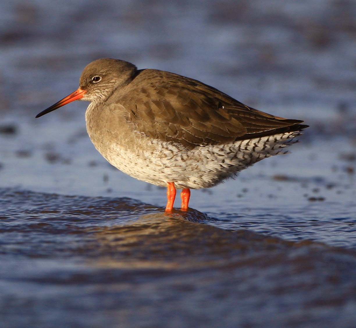 Lindisfarne National Nature Reserve: February 2014