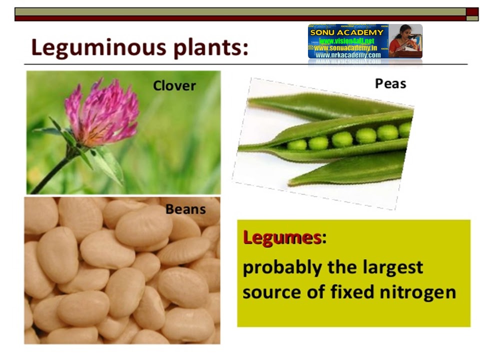 what are symbiotic nutrition