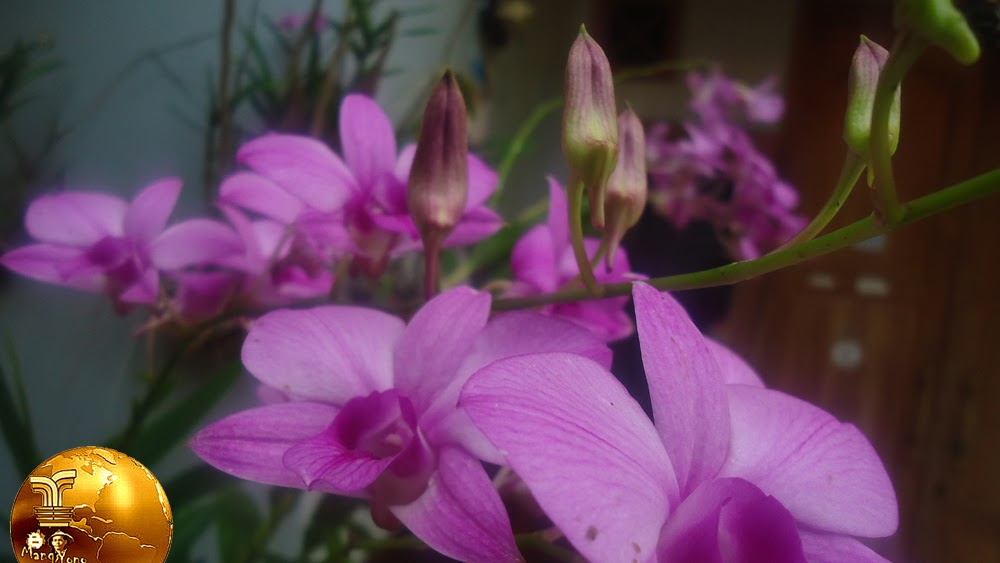 Paling Populer 14+ Kolase Bunga Dalam Pot Gambar Bunga Indah