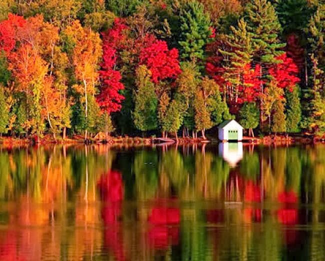 WHY DO TREES DROP THEIR LEAVES IN THE AUTUMN FALL The Garden of Eaden