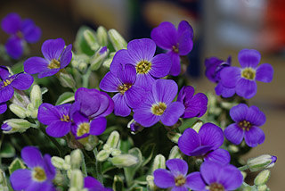 オーブリエチア／ムラサキナズナ