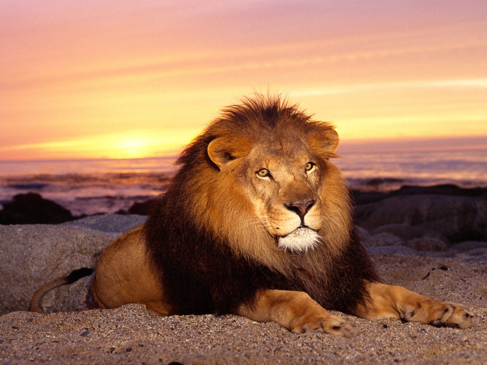 Lion Wallpaper Images  Free Download on Freepik