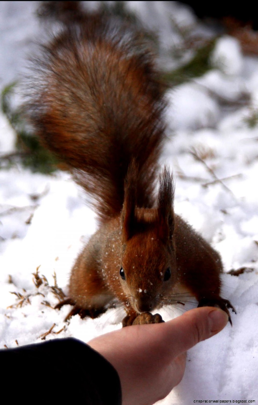 Picture of Squirrel with Hands