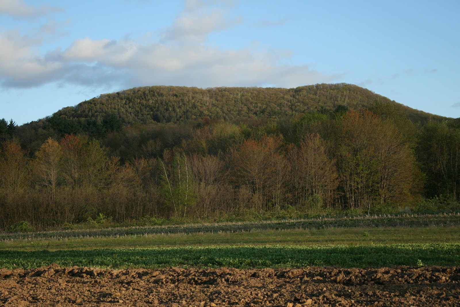 Spicebush Log Long Mountain and Rattlesnake Knob
