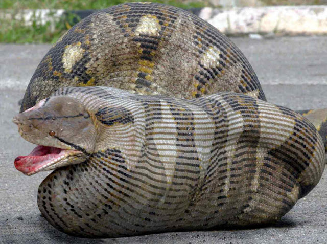 Burmese Python | The Biggest Animals Kingdom