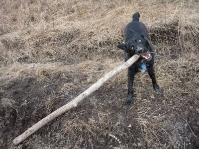 A picture of Andy the dog chewing on a large branch.