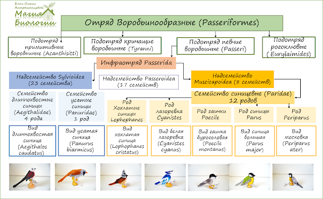 биологический-пальчиковый-театр-синицы-магия-биологии систематика-синицы-схема