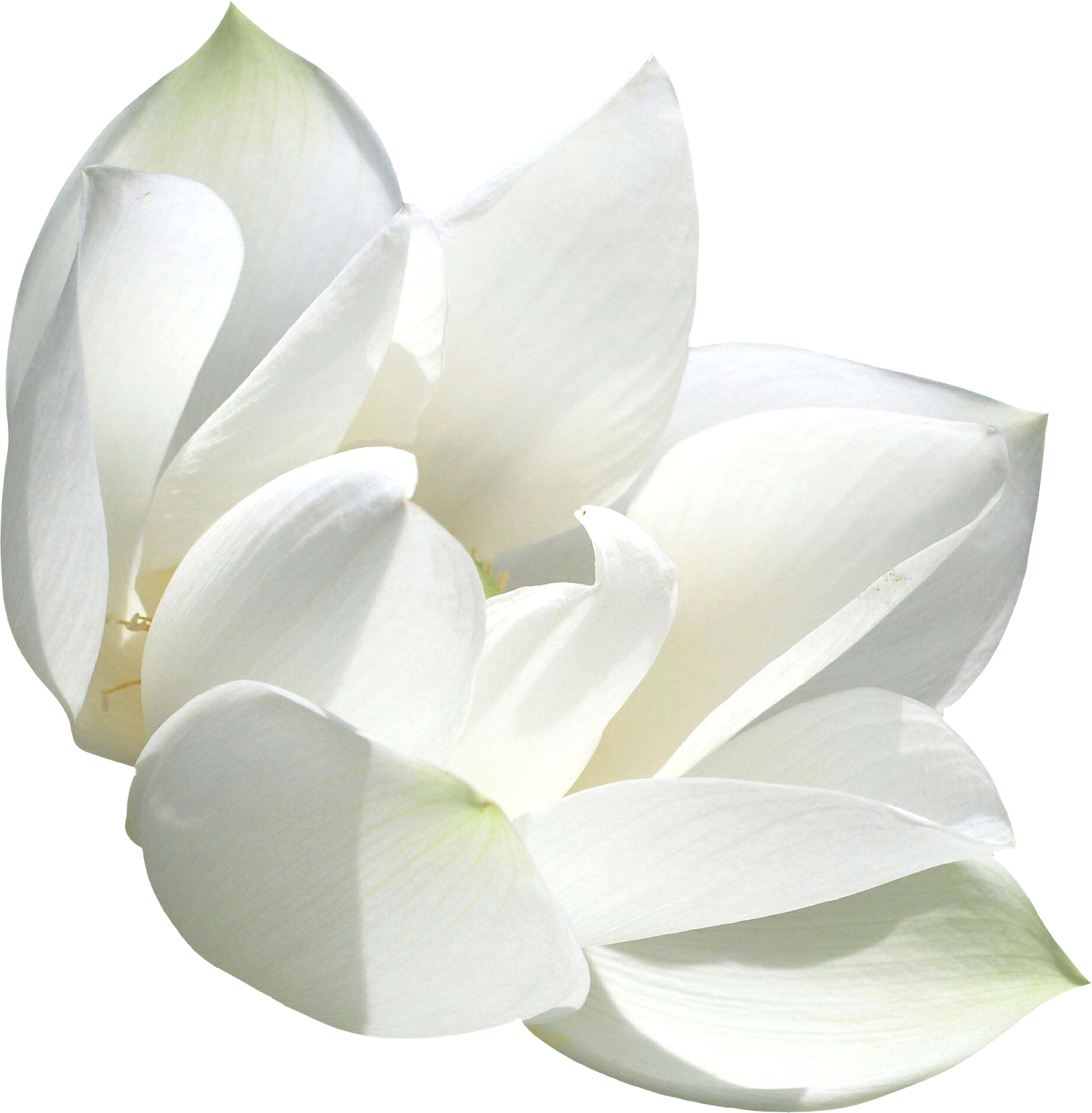 Прозрачные цветы. Белые цветы. Белые цветы на белом фоне. Полупрозрачные цветы.