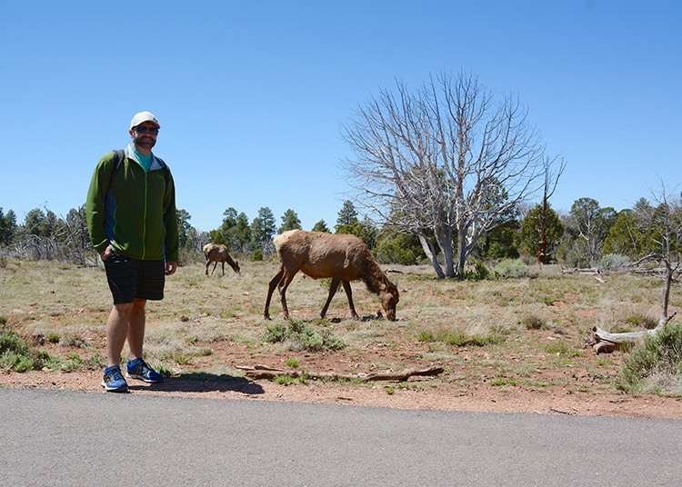 Grand Canyon Wildlife - South Rim | My Darling Days Grand Canyon Wildlife - South Rim | My Darling Days