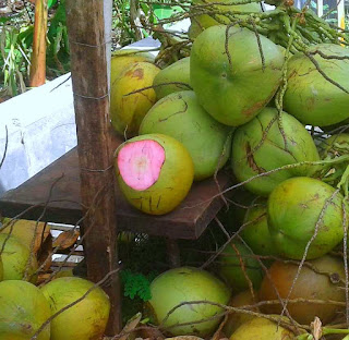 kelapa wulung asli bibit kelapa wulung asli