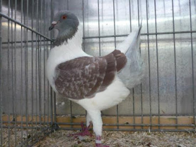 hen pigeons - huntauben - utility pigeons