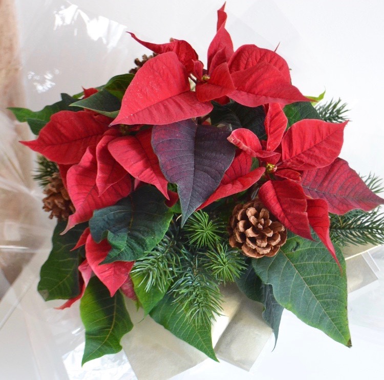 DIY Christmas  Festive Plant Gift  The Things She Makes