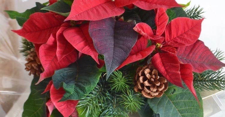 DIY Christmas  Festive Plant Gift  The Things She Makes