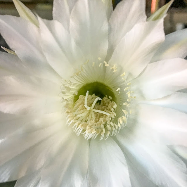 kaktusblomma kaktusblomma