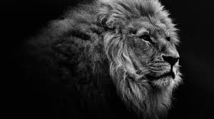 wallpaper hd wallpaper hd