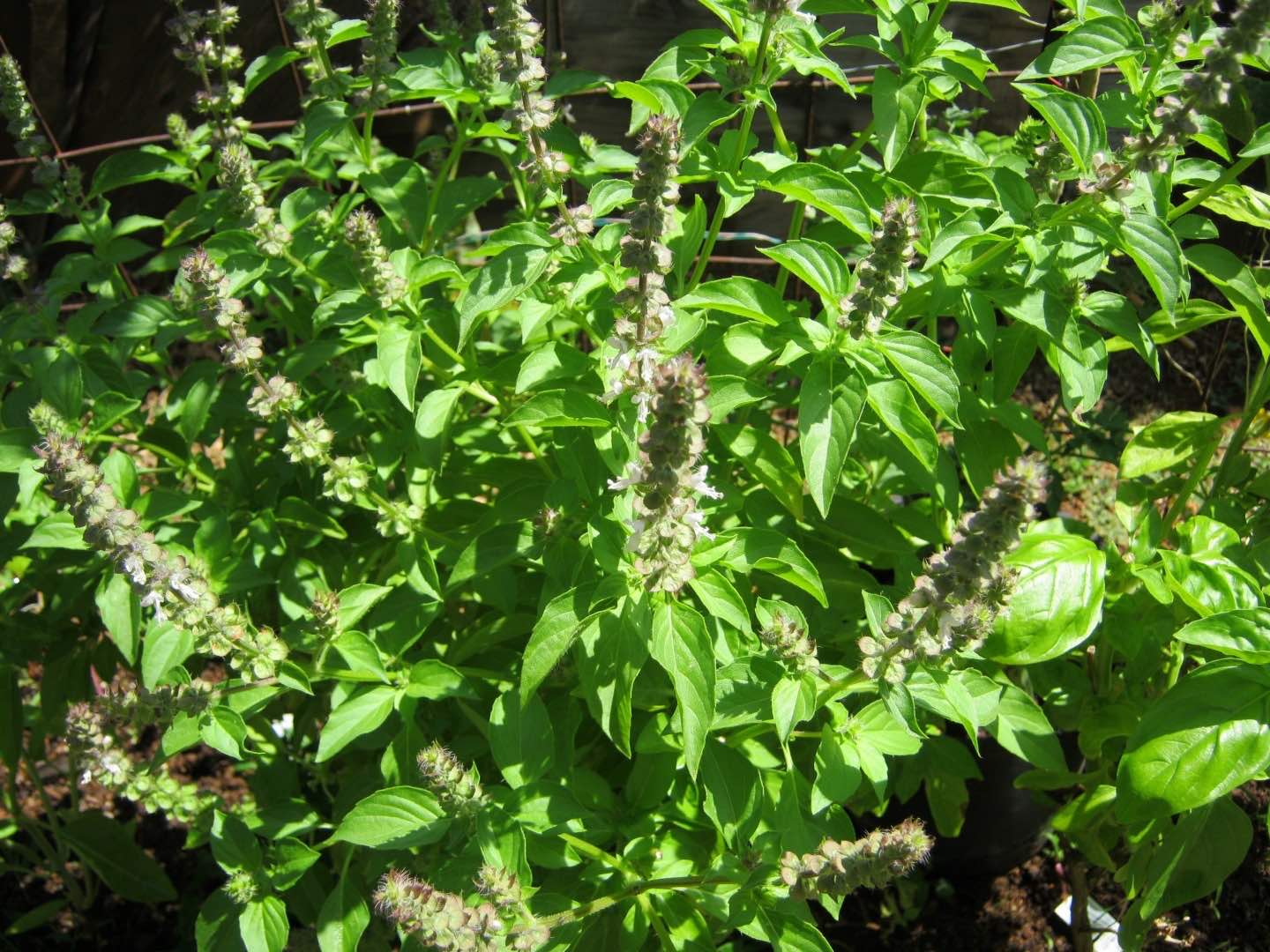 7 Good Reasons to Eat Basil Seed - Our Permaculture Life