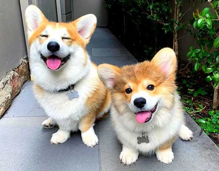 Corgi - 10 fun facts about this small dog with short legs