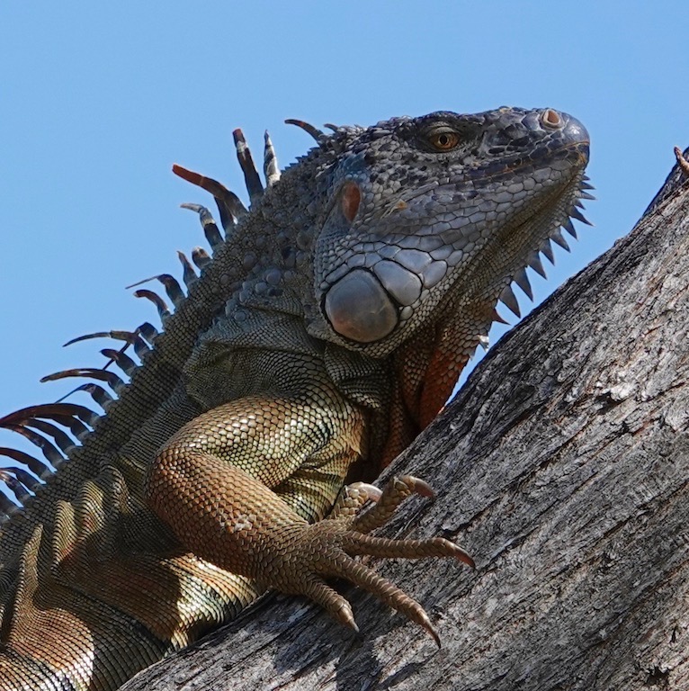 mnkcusa Iguanas and lizards of Key Largo