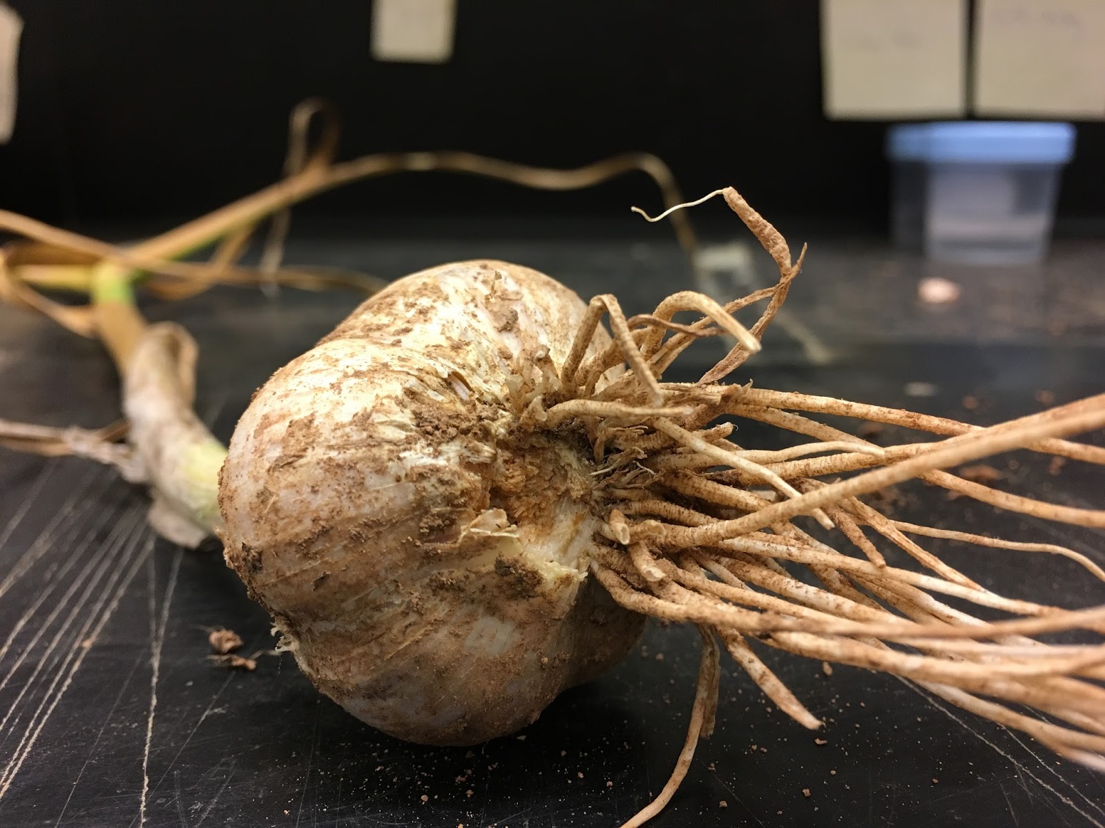 Nova Scotia Vegetable Blog Garlic harvest!