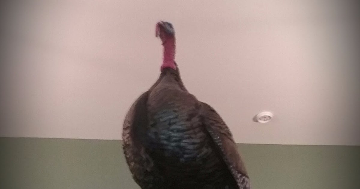 Capitol Outdoors Illinois' Hunting and Fishing Resource Illinois