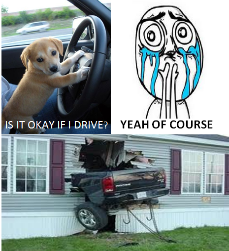 Dog Driving A Car - No Regret