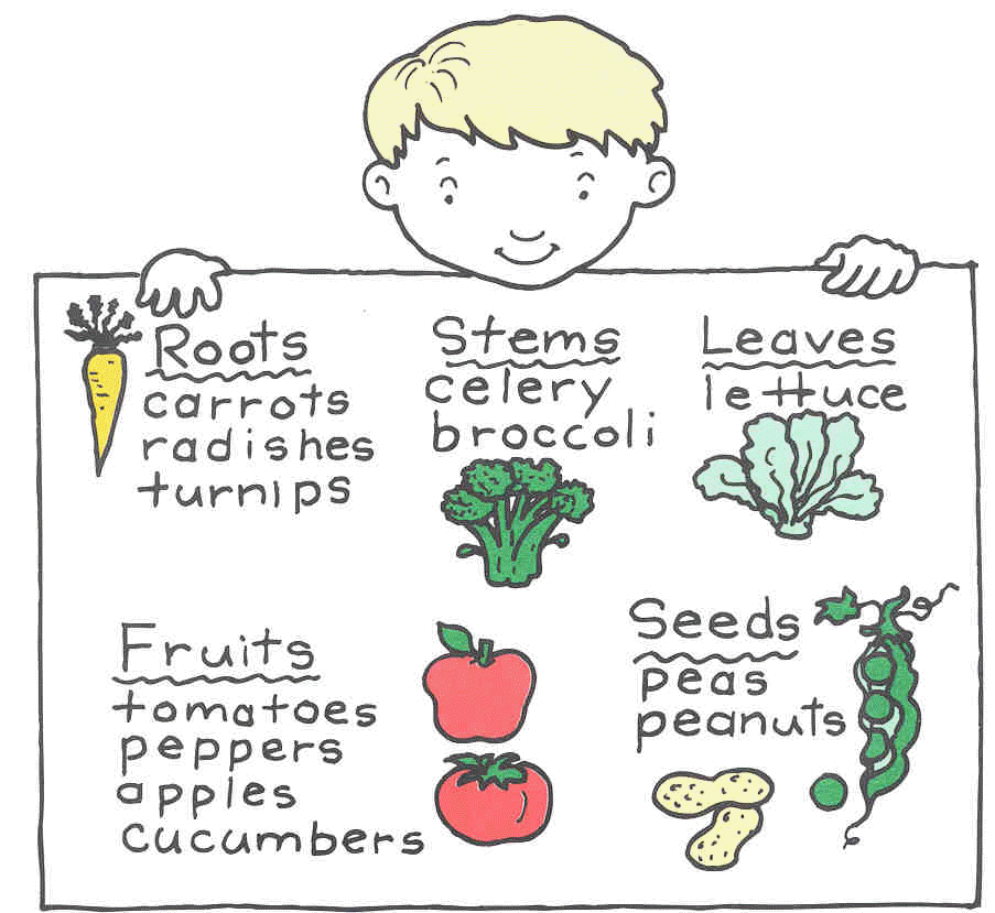 BBE 1st Grade Science Lab! Gardening & Plant parts